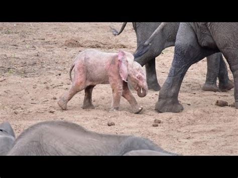 Extremely Rare Pink Albino Baby Elephant Spotted by Tourist on Safari ...