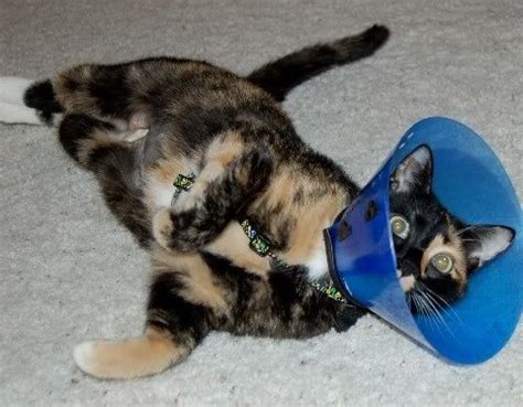 Diy Cone Collar For Cats - Do It Your Self