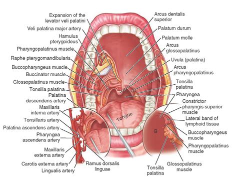 Detailed mouth anatomy www.dentalcapecod.com www.facebook.com/DAOCC ...