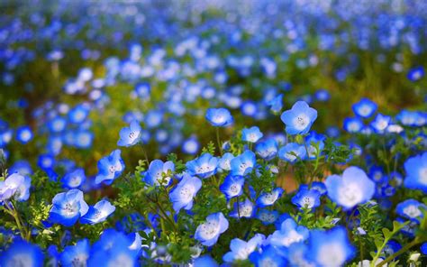 Blue Flower Desktop Wallpapers - Top Free Blue Flower Desktop ...