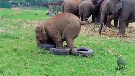 Baby Elephant Playing With a Tire - YouTube