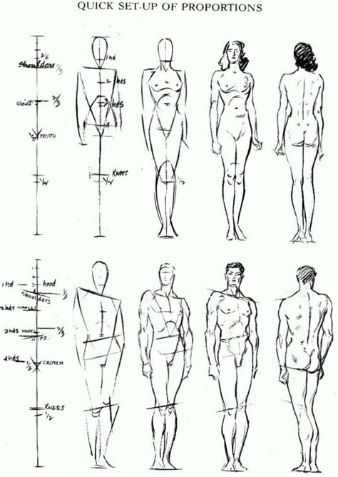 Proportions of the Human Figure : How to Draw the Human Figure in the ...