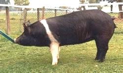 The Different Breeds of Swine - Hampshire. Hampshire Pig Breed ...