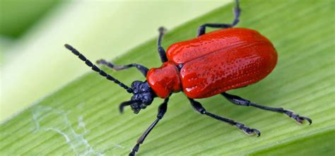 Red Lily Beetle Guide