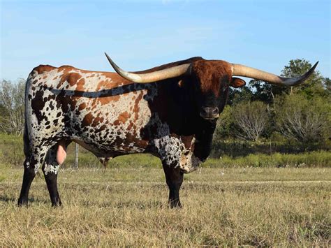 Texas Longhorn Cattle Wallpapers - Wallpaper Cave