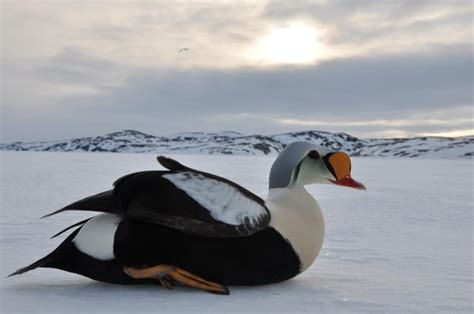 King eider duck. Photo by George Qulaut | Animals, Arctic, Fur babies