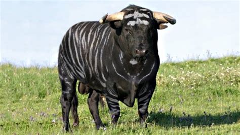 Cattle Breeds Images