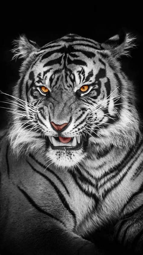 Top 999+ black tiger images – Amazing Collection black tiger images Full 4K