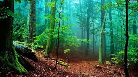 Nature Forest Wallpapers - Top Free Nature Forest Backgrounds ...