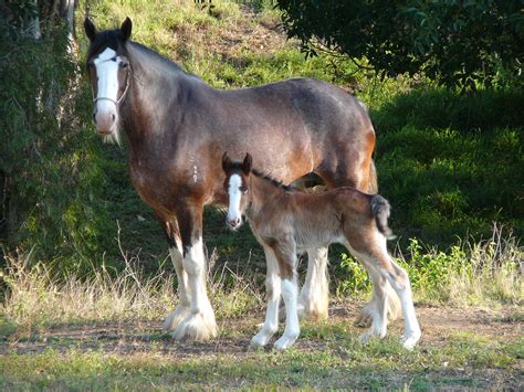 Clydesdale Foal Running