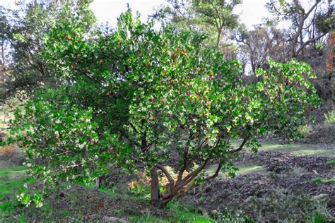 Growing the Strawberry Tree—Arbutus unedo