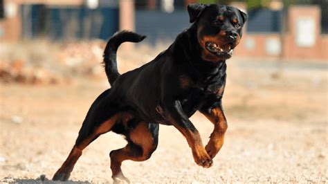 10 Things Everyone Gets Wrong About Rottweiler Bite Force - Alpha Pets UK