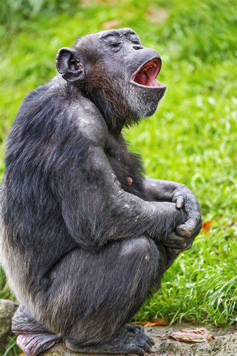 Chimpanzee yawning | A female chimpanzee sitting and yawning… | Tambako ...