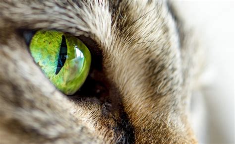 Image Cats Eyes Macro animal Closeup