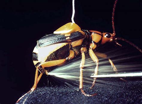 The Biomimicry Manual: what can the Bombardier beetle teach us about ...