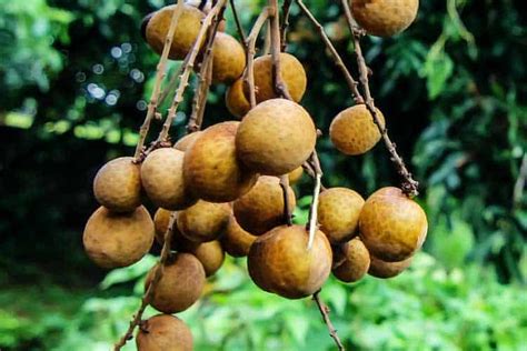 5 Longan Fruit Health Benefits and 2 Big Drawbacks - Superfoodly