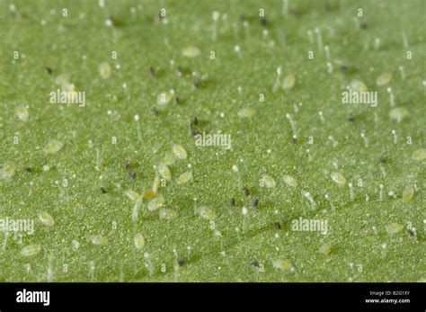 Greenhouse Whitefly eggs and 1st instar nymphs Stock Photo - Alamy