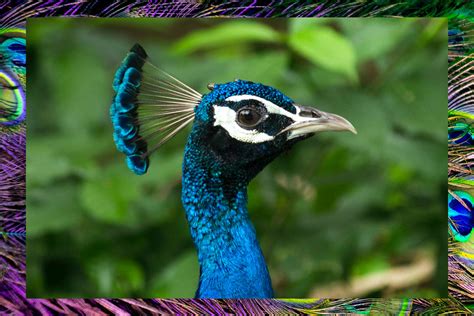 8 Peacock Facts That Will Change How You See the Bird - Brightly