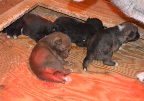 Coydog (Domestic Dog-Coyote Hybrid) Info, Temperament, Puppies, Pictures