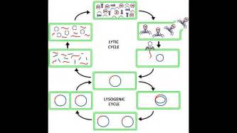 Virus Lysogenic & Lytic Cycle Animation HD 2017 - YouTube