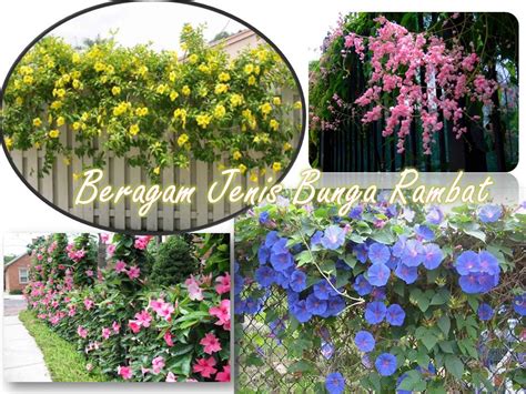 Beragam Tanaman Bunga Rambat yang Unik Untuk Kanopi Rumah - Jual ...