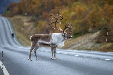 Adult male of reindeer with huge antlers standing along the road ...