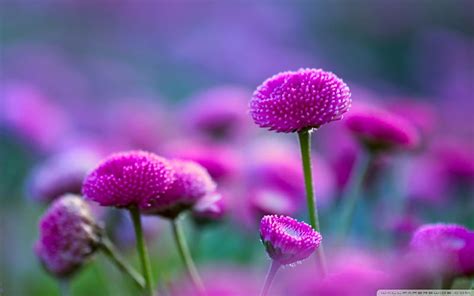 Flores moradas hermosas, morado, amor, bonito, naturaleza, flores ...