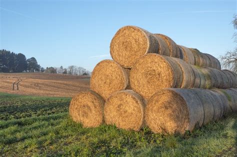 Where To Buy Straw Bales: 10 Places Listed For A Reference