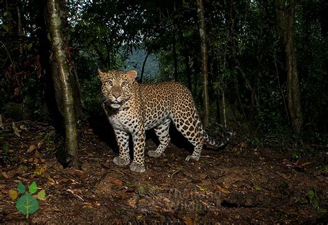 Wildlife Thailand - The Indochinese Leopard