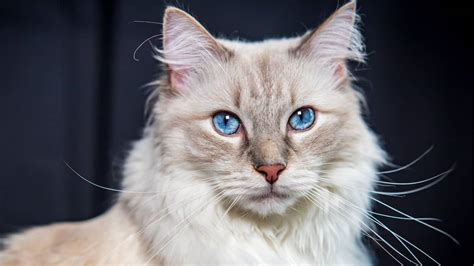 Do Ragdoll Cats Have Blue Eyes Only? - Ragdoll Care