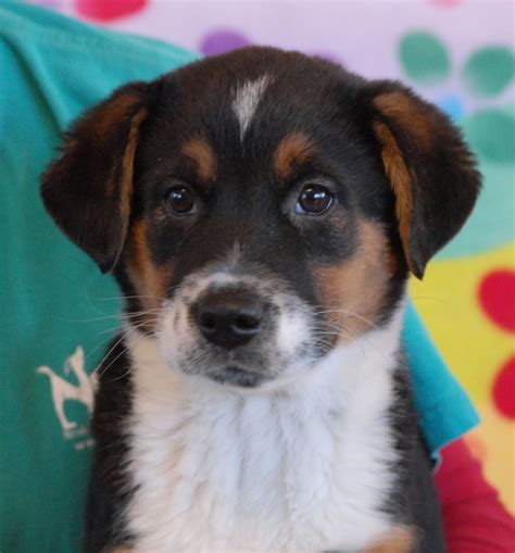 3 adorable Australian Shepherd mix puppies debuting for adoption today.