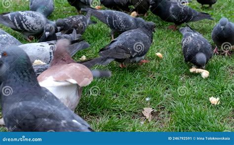 Feeding City Pigeons Bread in the Park on the Grass Stock Video - Video ...