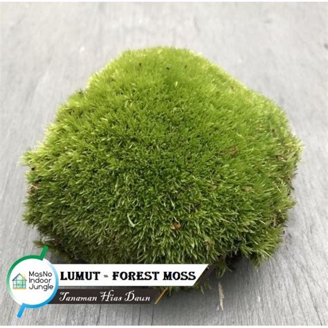 Jual Media Tanaman Lumut Hias (Volume 1KG) - Forest Moss Forest - Media ...