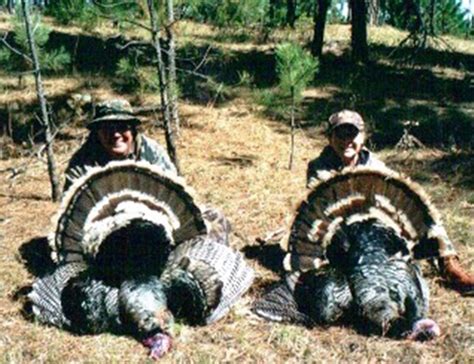 Turkey Hunting Tips And Tactics