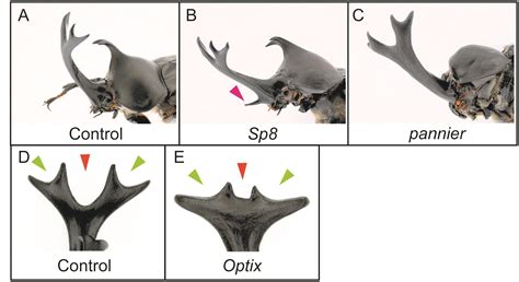 A day in the life of a Kabuto-mushi (rhinoceros beetle) lab - the Node