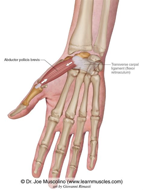 Abductor Pollicis Brevis - Learn Muscles