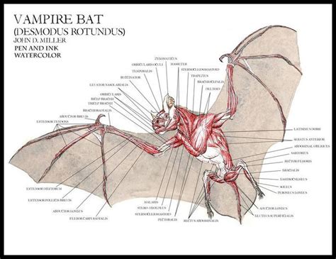 bat anatomy - Google Search | Bat anatomy, Dragon anatomy, Anatomy