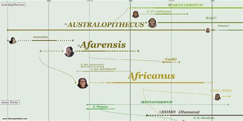 Human Evolution Timeline - HistoryTimeline.com