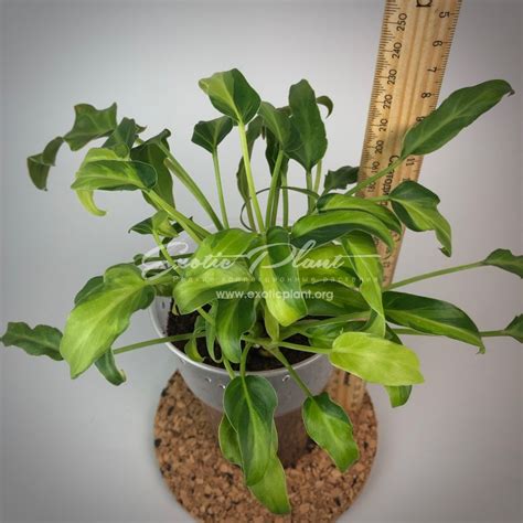 Philodendron Xanadu variegated 30 | EXOTIC PLANT Редкие коллекционные ...