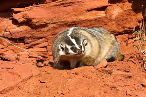 About American Badger - Behavior, Diet, Characteristics, & Facts