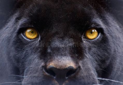 The eyes of a black panther. Eyes of a panther staring direct at the ...