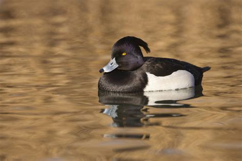 How to identify diving ducks - Tees Valley Wildlife Trust