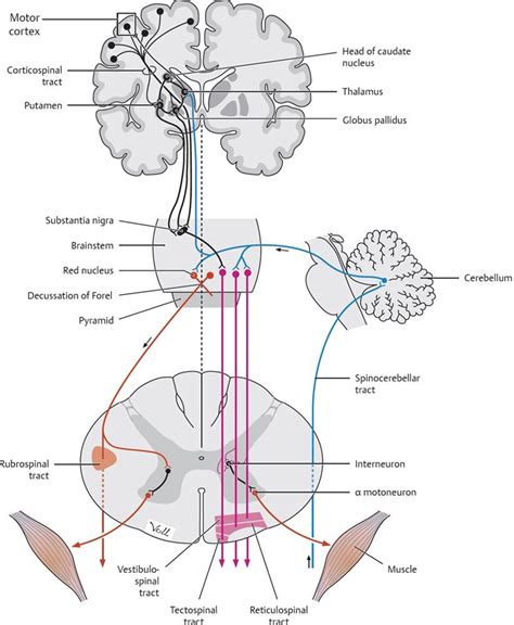 Motor Systems - Physiology - An Illustrated Review