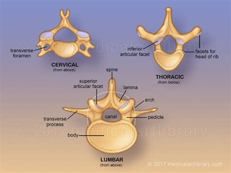 Vertebrae - Medical Art Library