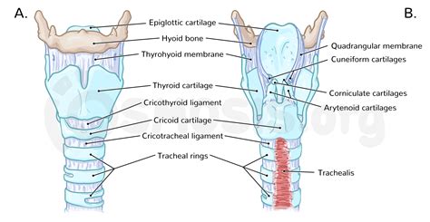 Cuneiform Cartilage