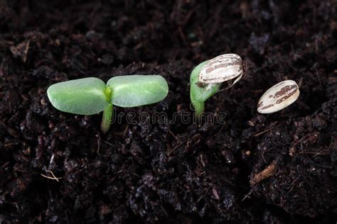 Sunflower seed germination stock image. Image of food - 14753853