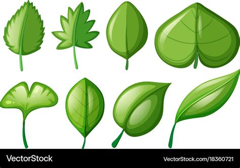 Different shapes of leaves Royalty Free Vector Image