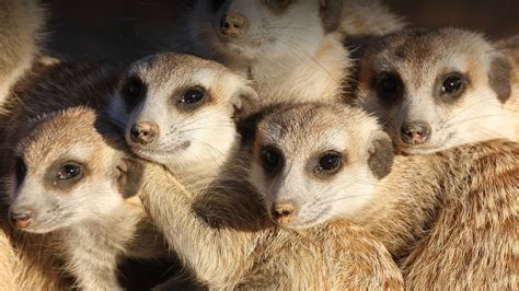 Meerkat | San Diego Zoo Animals & Plants