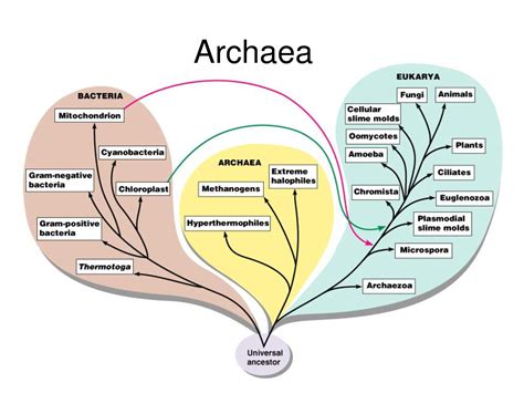 3 Domains Of Life Venn Diagram