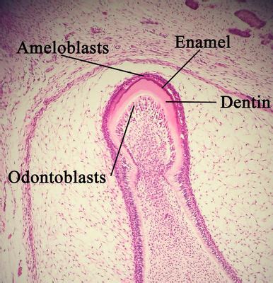 Tooth Histology - Developing tooth (labels) - histology slide